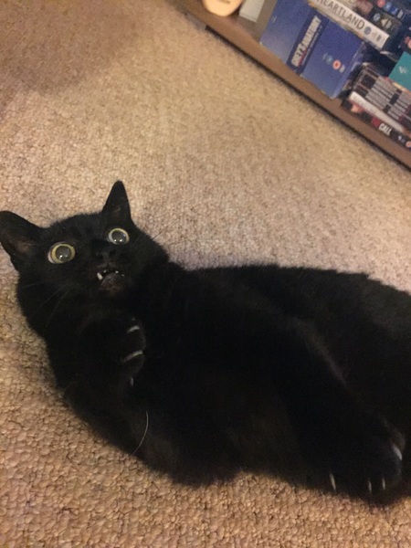 Laser thingies for cats - is this normal?