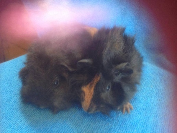 Piggies arriving today!!!