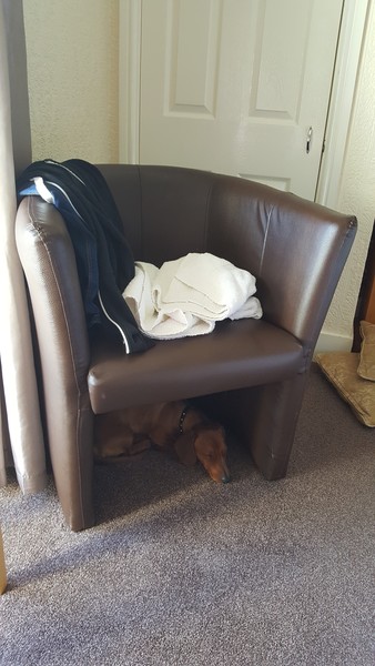Share your dog's CV - chance to win £300! NOW CLOSED