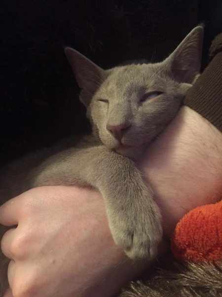 Too many pets?