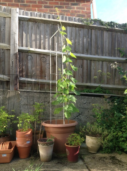 Vine growing problems