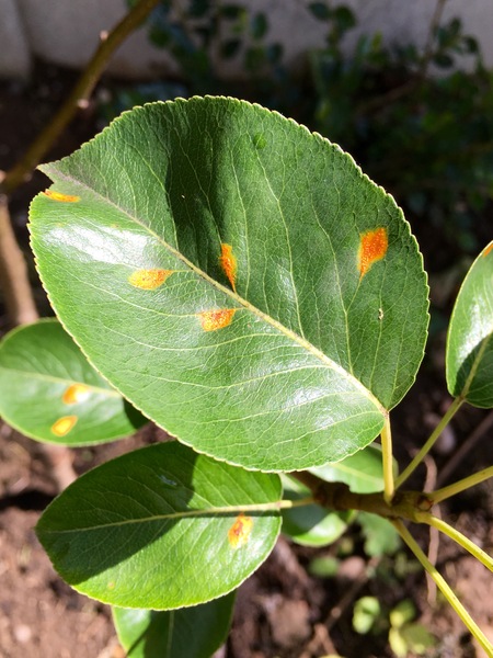 Pear tree has spots