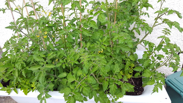 eek my tomato plants are growing really well and now I don't know what to do next