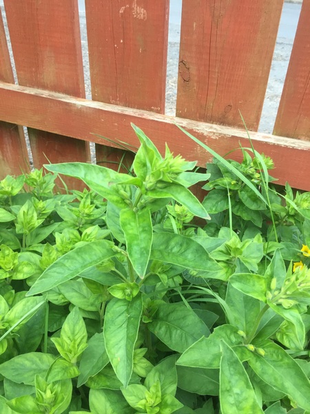 What is this?