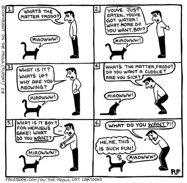 You Know You are a Cat Slave When...
