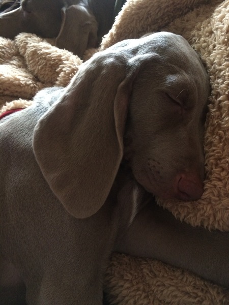 Share your dog's CV - chance to win £300! NOW CLOSED