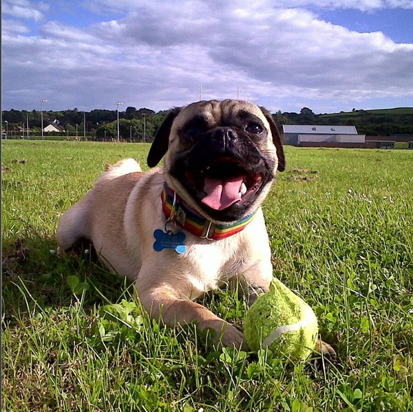 Share your dog's CV - chance to win £300! NOW CLOSED