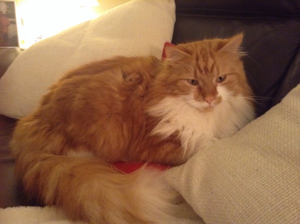 My Poorly Boy