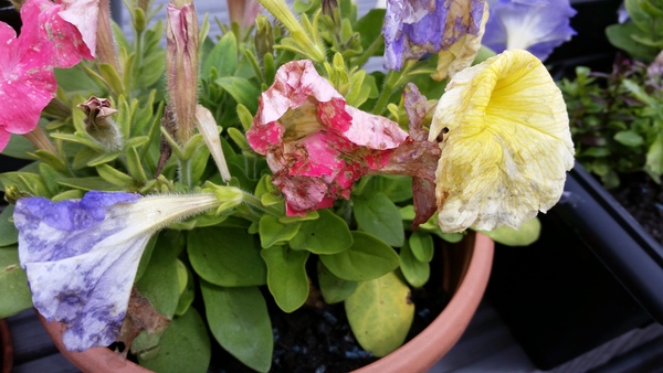 What's happening to my Petunias? (Photo)