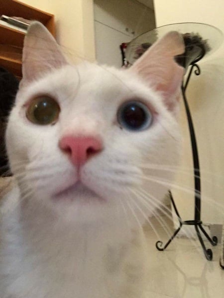 Has anyone ever collected a cat from Manchester airport?