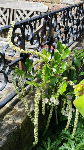 I bought this plant some years ago, but can't recall what it is...