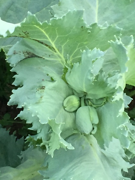 Allotment/Veg Patch Thread 6 -  Weed 'em and Reap!
