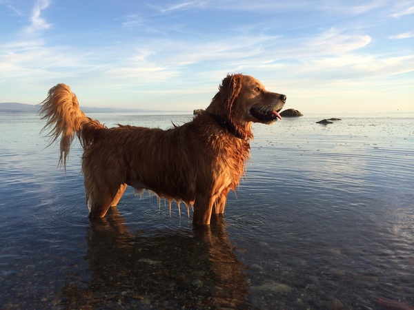 Rufus ?