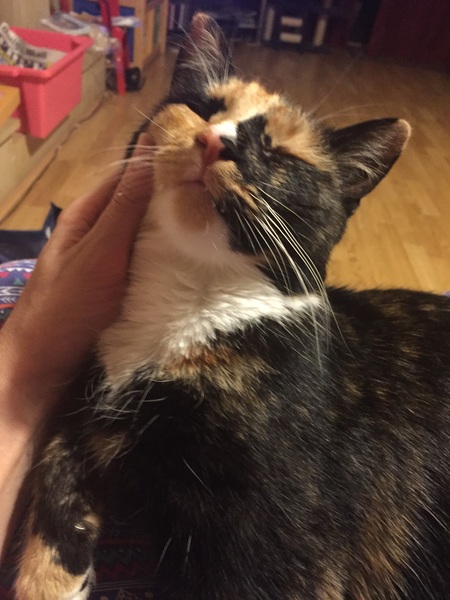 Is it true tortoiseshell cats can be mean