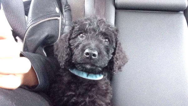 New pup!