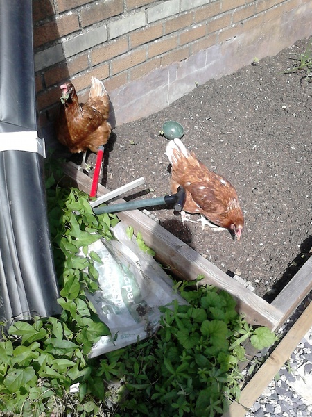 Free range