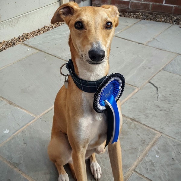 Share your dog's CV - chance to win £300! NOW CLOSED