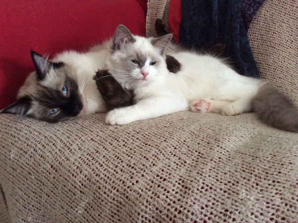 Anyone regretted having a cat?