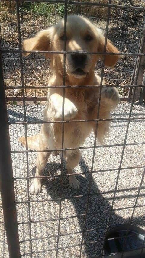 We'd like a dog. Where do we start?