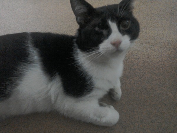 Cat needs eye removal :-(