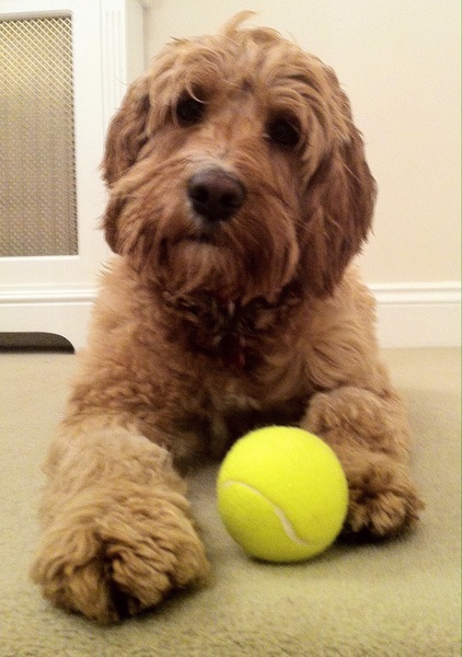 Share your dog's CV - chance to win £300! NOW CLOSED