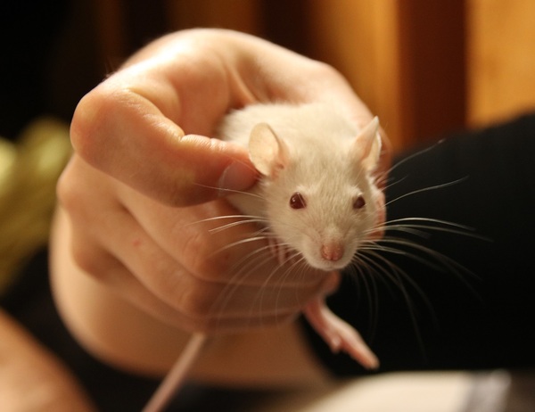 Two new members to the Catan mischief