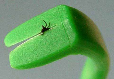 Tick bite.