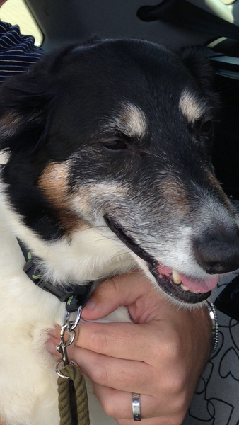 Share your dog's CV - chance to win £300! NOW CLOSED