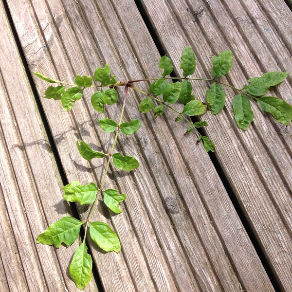 What is this "tree"?