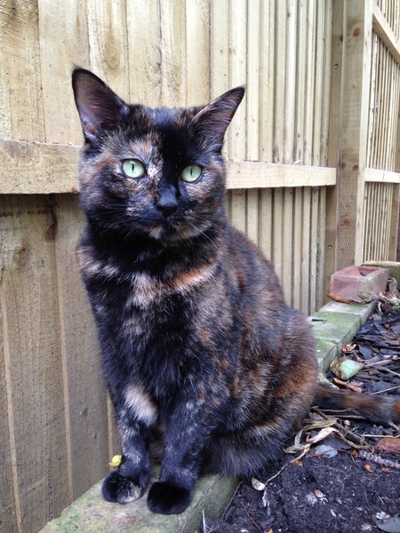 Is it true tortoiseshell cats can be mean