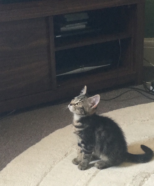 My lodger is allergic to my new kitten