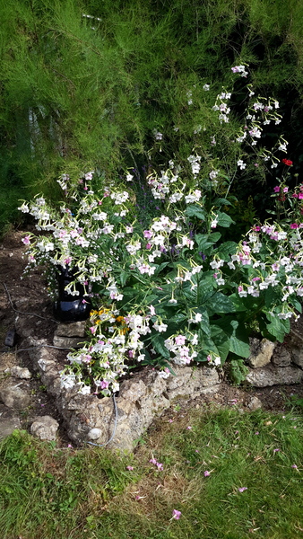 a few questions,  new flower bed and mini greenhouses