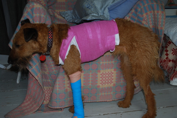 My dog is really unwell- any thoughts?