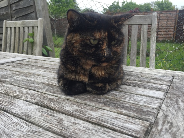 Is it true tortoiseshell cats can be mean