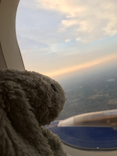 Found a toy bunny outside the House of Commons