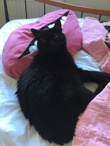 How much wet food daily?
