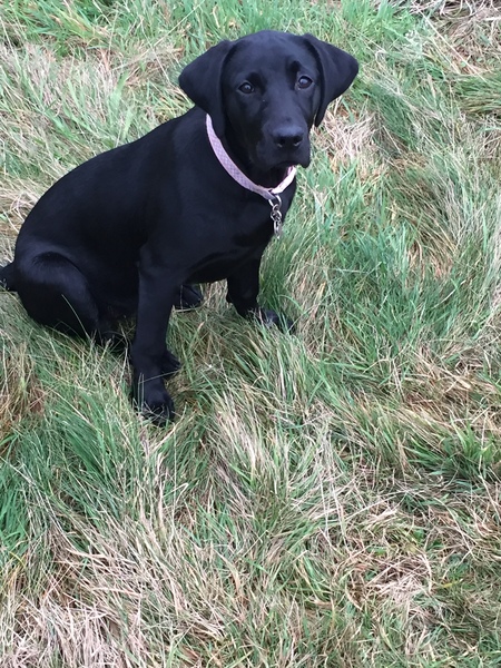 Share your dog's CV - chance to win £300! NOW CLOSED