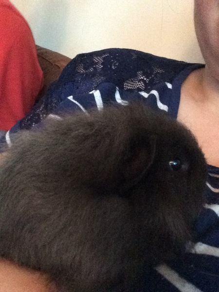 Piggies arriving today!!!