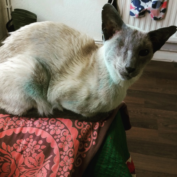 Cat needs eye removal :-(