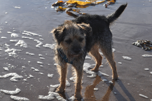 Share your dog's CV - chance to win £300! NOW CLOSED