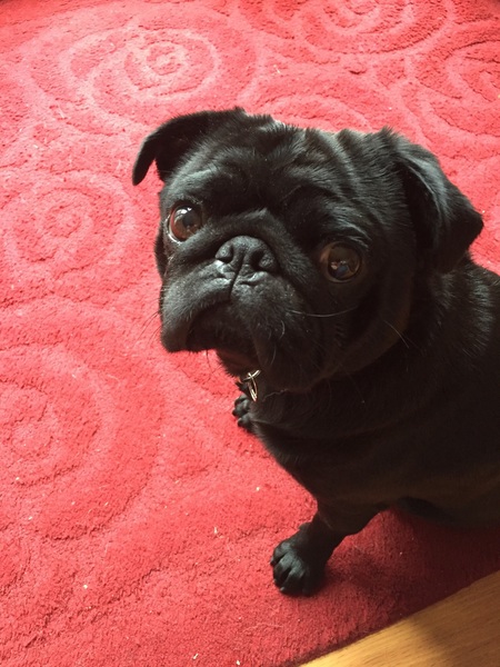 Share your dog's CV - chance to win £300! NOW CLOSED
