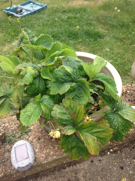 Why is my strawberry plant sad