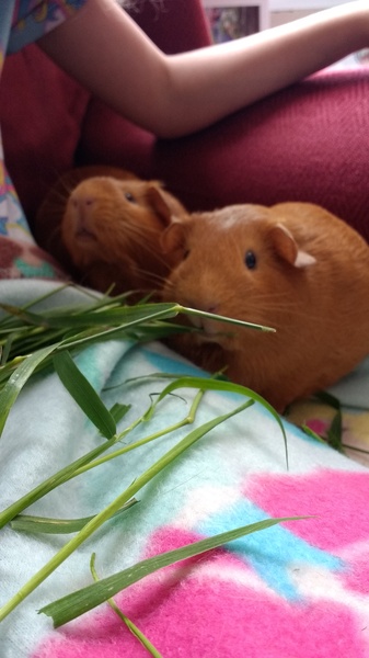 So, did you know today is Guinea-Pig Appreciation Day?