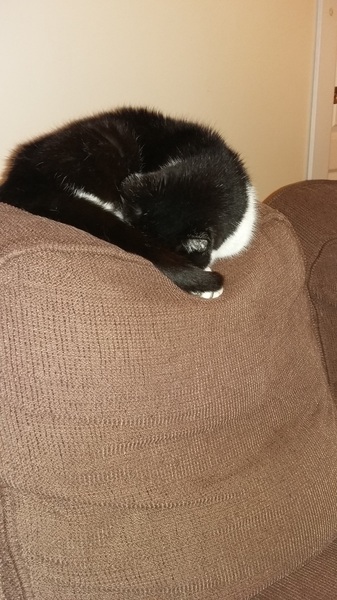 Just lost my old girl
