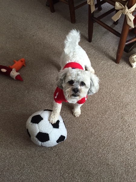 Share your dog's CV - chance to win £300! NOW CLOSED