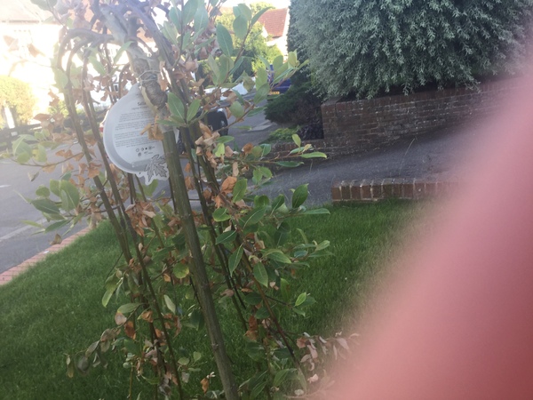 Have I killed my new tree?