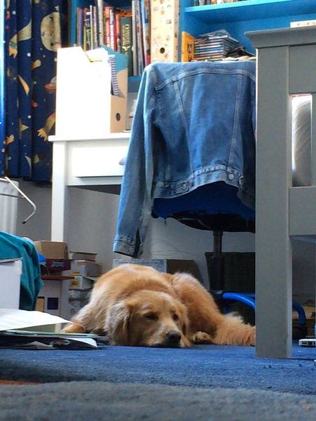 If you were a fluffy ginger dog....