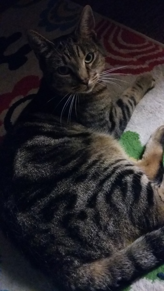 Has someone just de-flea'ed my cat?