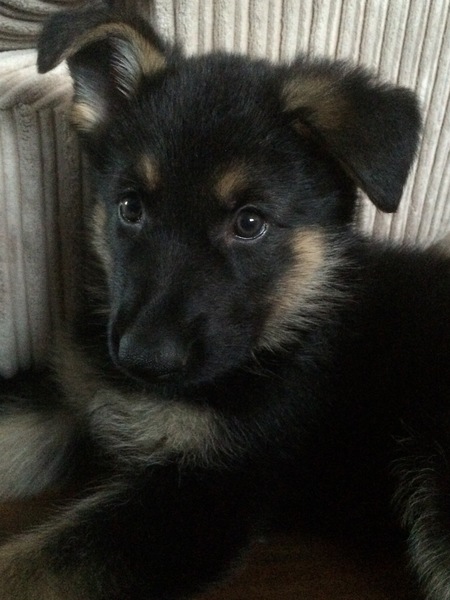 Anyone fancy a new puppy-support thread?