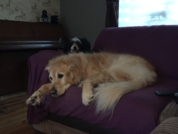 Too many pets?